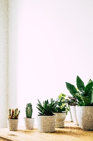 House Plants