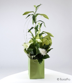 Plants