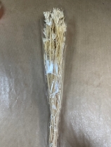 BLEACH SPRAY SEEDS