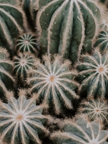 Cactus Canton