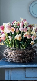 Tulip fields